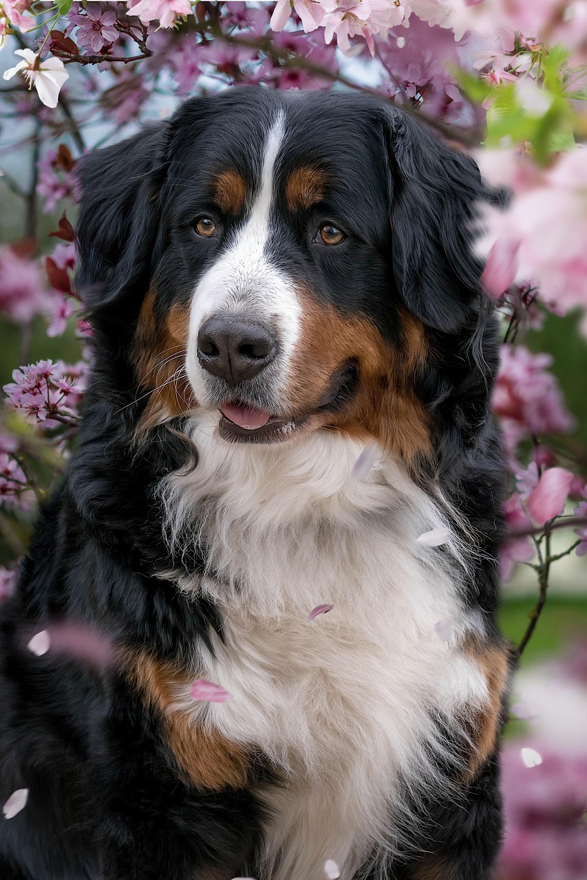 bernese mountain dog, cherry blossoms, dog, domestic animal, animal, mammal, outdoors, nature, pet, canine, pink, dog, dog, dog, dog, dog-7928156.jpg
